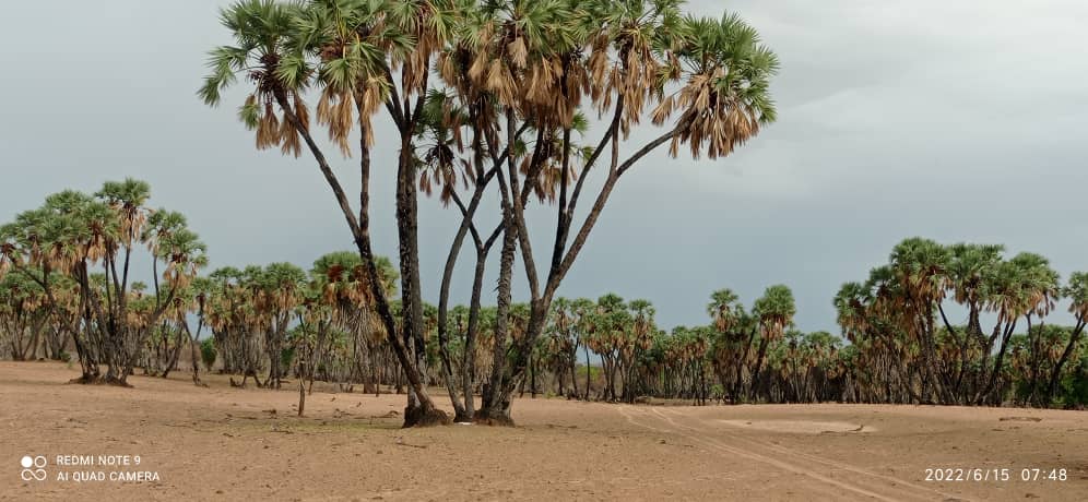 Un arbre